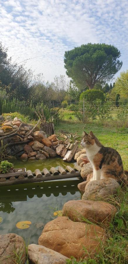 Roulotte En Bois Sud France Guest House Le Soler Exterior foto